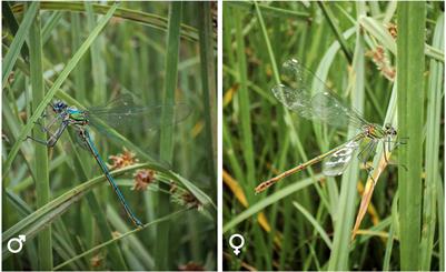 Potential fitness consequences of roosting spatiotemporal selection in an endangered endemic damselfly: conservation implications